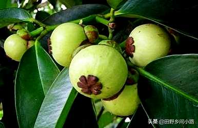 山竹果树种植方法视频，山竹果树适合在哪里种植
