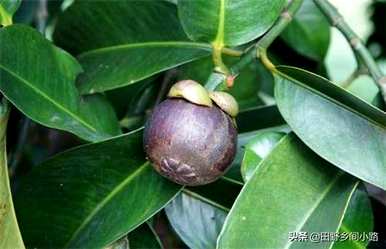 山竹果树种植方法视频，山竹果树适合在哪里种植