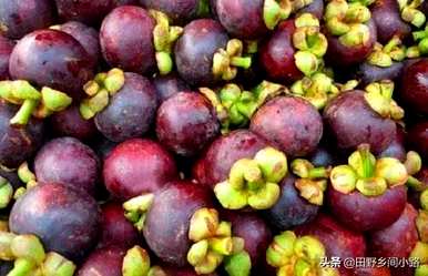 山竹果树种植方法视频，山竹果树适合在哪里种植