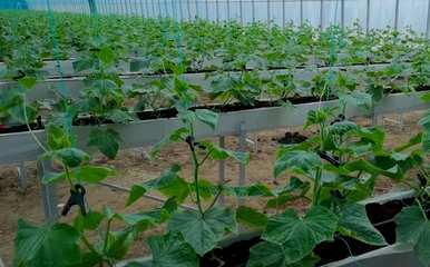 黄瓜如何施肥浇水，黄瓜结瓜期如何浇水施肥