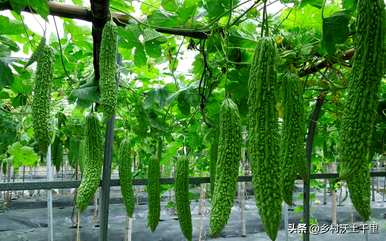 什么时候种苦瓜最好，什么时候种苦瓜最好？
