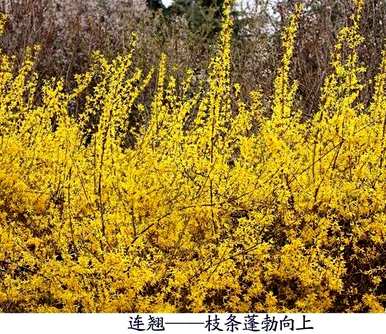 连翘什么时候开花，连翘什么时候开花，什么颜色