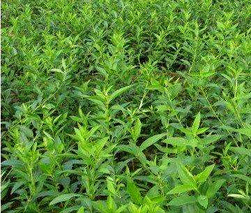 连翘什么时候开花，连翘什么时候开花，什么颜色