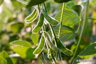 如何种植大豆才能高产，冬瓜种植大豆高产种植技术
