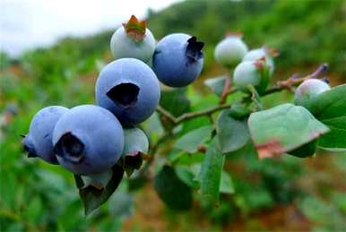 蓝莓种植需要什么条件，薄雾蓝莓种植条件和区域