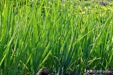 如何种植洋葱种子，什么种子是最好的