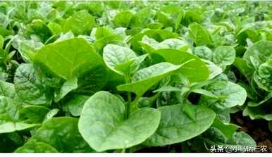 如何种植木耳菜容易发芽，木耳菜发芽是什么样子的？