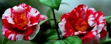 如何保养香妃茶花，如何保养香妃茶花