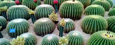 为什么仙人掌不开花？仙人掌怎么养才能开花？