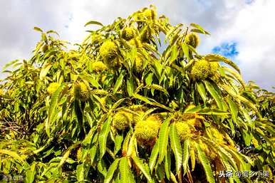 板栗树适合在哪里种植？大红袍板栗树的种植方法
