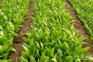 如何种植油麦菜容易发芽，油麦菜能发芽多久？