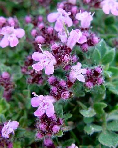 百里香什么时候开花，杰克百里香什么时候开花？