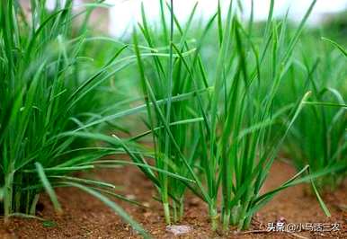 韭菜根什么时候种最好，韭菜什么时候种最好？