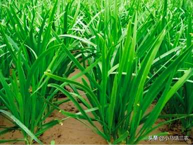韭菜根什么时候种最好，韭菜什么时候种最好？