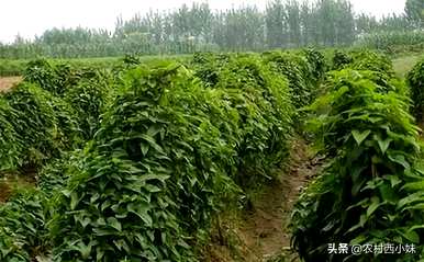 如何种植山药最简单，种植山药全过程视频