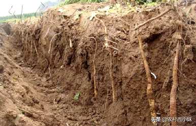 如何种植山药最简单，种植山药全过程视频