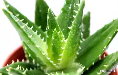水养芦荟怎么养才茂盛，芦荟怎么种才茂盛？