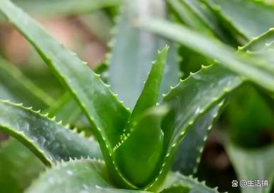 水养芦荟怎么养才茂盛，芦荟怎么种才茂盛？