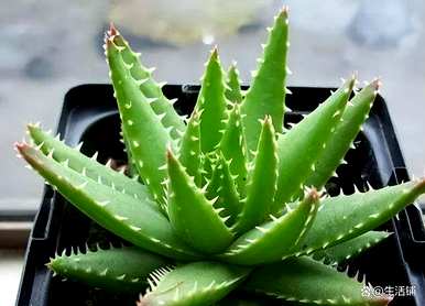 水养芦荟怎么养才茂盛，芦荟怎么种才茂盛？
