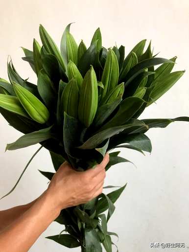 香水百合怎么养盆栽视频，香水百合怎么养