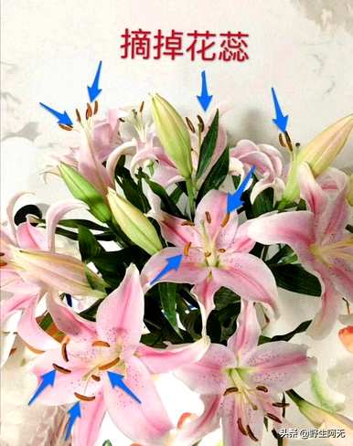 香水百合怎么养盆栽视频，香水百合怎么养