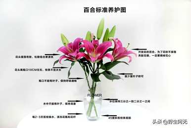香水百合怎么养盆栽视频，香水百合怎么养
