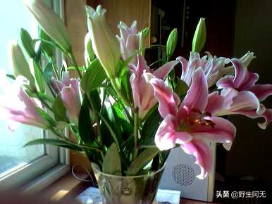 香水百合怎么养盆栽视频，香水百合怎么养