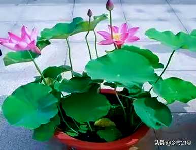 如何种植荷花，荷花种植土壤深度