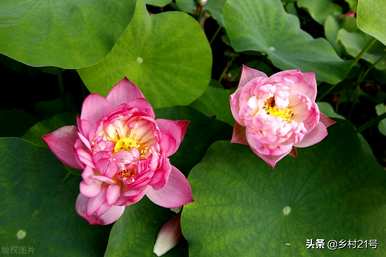 如何种植荷花，荷花种植土壤深度