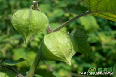 姑娘果的生长管理，如何管理产量高的姑娘果？