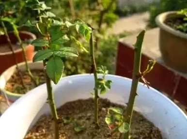 炮仗花如何繁殖扦插？