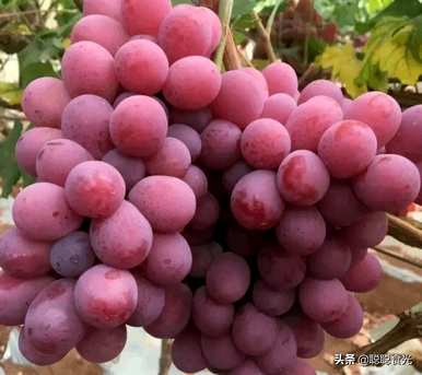葡萄酒保质期过后还能喝吗？葡萄的品种是什么？