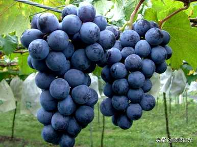葡萄酒保质期过后还能喝吗？葡萄的品种是什么？