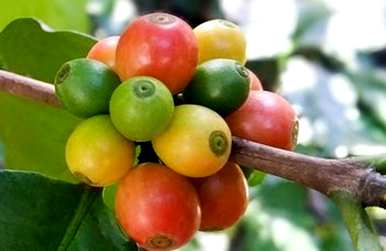 咖啡豆的种植条件是什么，咖啡豆的种植条件是什么？