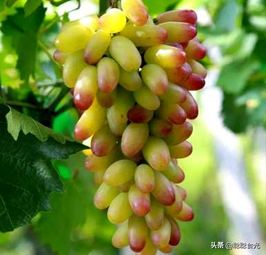 葡萄酒保质期过后还能喝吗？葡萄的品种是什么？