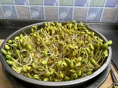 豆芽水培怎么发，豆芽怎么发？