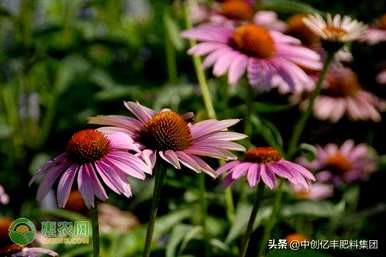 最好在几个月内播种松果菊
