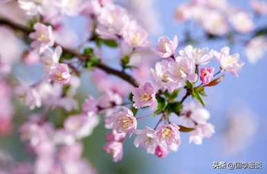 春天常见的花有哪些，春天最常见的花有哪些？