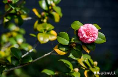 春天常见的花有哪些，春天最常见的花有哪些？