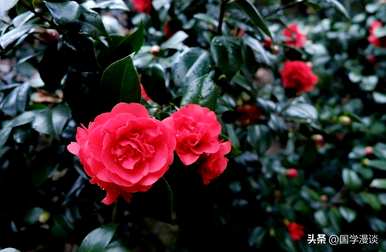 春天常见的花有哪些，春天最常见的花有哪些？