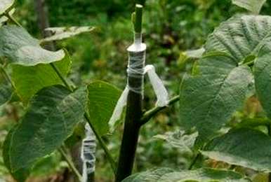 如何用种子种植白果树，如何种植白果树