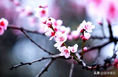 春天常见的花有哪些，春天最常见的花有哪些？