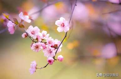 春天常见的花有哪些，春天最常见的花有哪些？