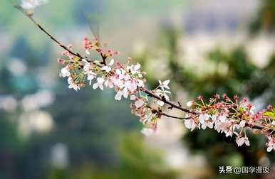 春天常见的花有哪些，春天最常见的花有哪些？