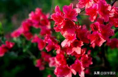 春天常见的花有哪些，春天最常见的花有哪些？