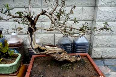 金银花老桩树怎么种，金银花怎么种？