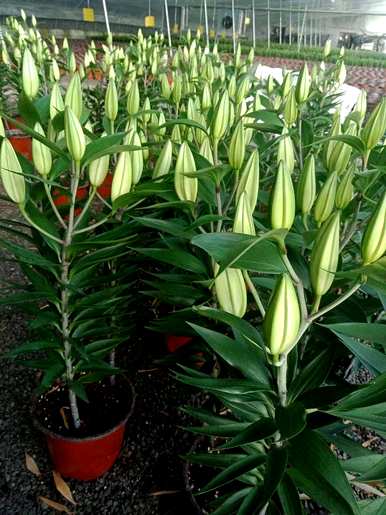 百合种子如何种植育苗，百合育苗种植技术