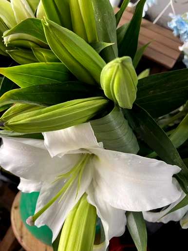 百合种子如何种植育苗，百合育苗种植技术