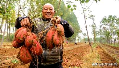 种红薯打什么药高产，红薯怎么种高产？