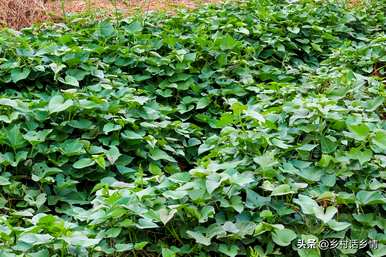 种红薯打什么药高产，红薯怎么种高产？